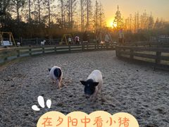-前小桔亲子创意农场·草莓采摘·露营烧烤