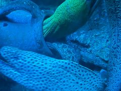 -太平洋海底世界