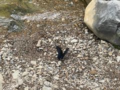 -华蓥山天意谷景区