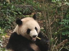 -成都大熊猫繁育研究基地