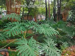 -成都市活水公园