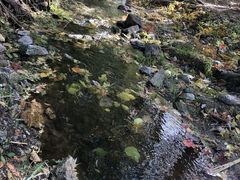 -白水寺森林公园