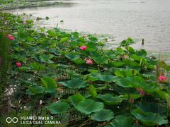-天津东丽湖风景区