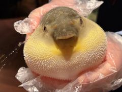 -肆月河豚·淮扬菜·湘菜(华天店)