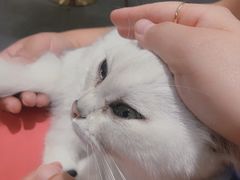 -飞行喵MR PILOT|猫舍·猫咖(静安大融城店)