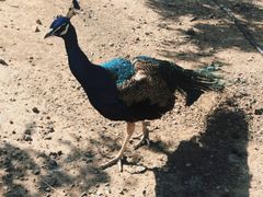 -新疆天山野生动物园