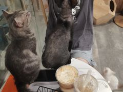 -楼上猫咖(罗湖店)