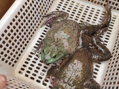 -毕家疃综合市场