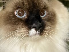 -爱佳宠物中心医院24H·CT·骨外科·猫专科(瑶海万达店)