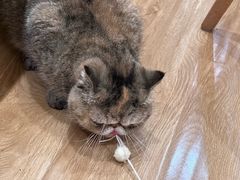 -滚猫咖啡·猫咖·猫友好撸猫(未来城店)