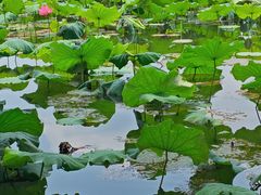-西湖文化广场
