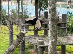 -西霞口神雕山野生动物世界