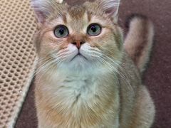 -大型宠物商超·宠海王国·宠物猫狗活体·用品·美容(新世界百货重庆店)