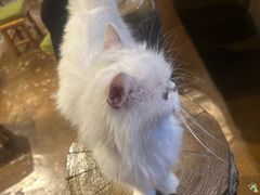 -猫猫幼稚园·撸猫·桌游·电玩