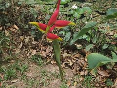 -中国科学院西双版纳热带植物园