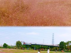 -王借岗森林公园