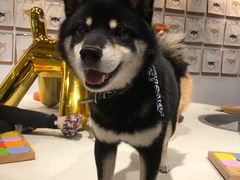 -柴务处·柴犬主题狗咖