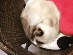 -猫色咖啡·猫咖