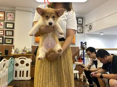 -柯斗斗主题餐厅·狗咖·围炉煮茶·茶饮(国瑞升平里店)