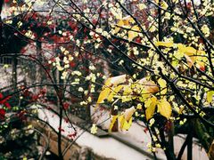 景观位-老品芳