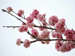 -天适樱花悠乐园