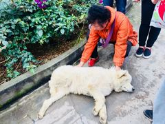 -成都爱之家动物救助中心