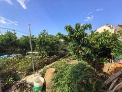 -老袁家蜜桃农场·阳山水蜜桃