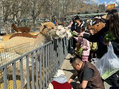 -新疆天山野生动物园
