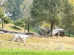 -北京野生动物园