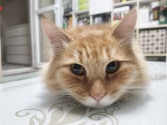 -中农国际动物医院24小时·猫科·骨科·急重症中心