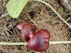 -塞罕坝国家级自然保护区