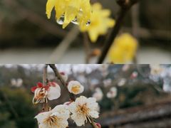 -杭州植物园