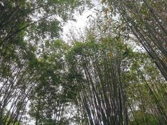-望江楼公园