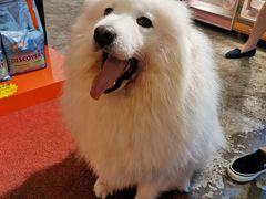 -more than meow吴止猫主题餐厅(承德 中船汇店)