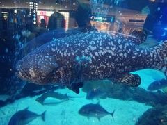 -成都浩海立方海洋公园