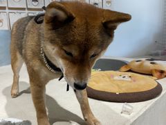 -柴务处·柴犬主题狗咖