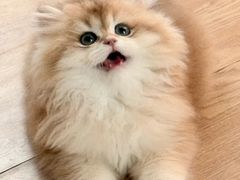 -lincat·猫舍(广州店)