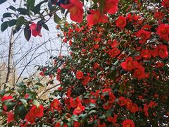 -玄武湖景区-情侣园游乐场