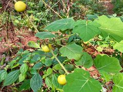 -铁山坪森林公园