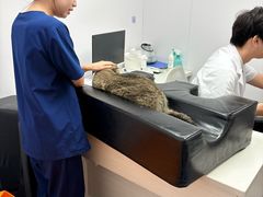 -博特宠物医院24h犬猫全科.骨科·异宠