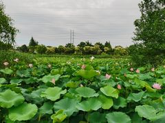 -上海长兴岛郊野公园