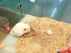 -宠物世家(仲盛世界商城店)