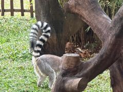 -熊猫自助餐厅.萌趣城堡(长隆熊猫酒店)