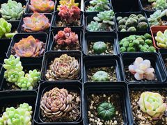 -双季花艺园艺市场(浦东店)