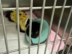 -中农国际动物医院24小时·猫科·骨科·急重症中心