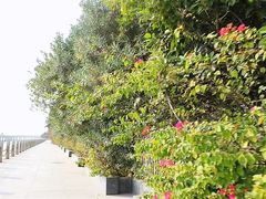 -演武大桥观景平台