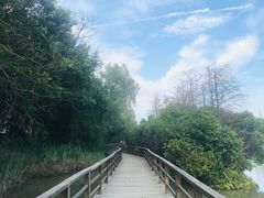 -大湾区中央湿地公园