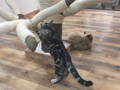 -袖虎·猫馆(体育西路店)