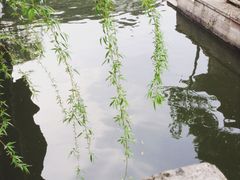 -鲁镇