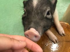 -藦茜花园宠物主题亲子互动体验馆(国顺东路店)